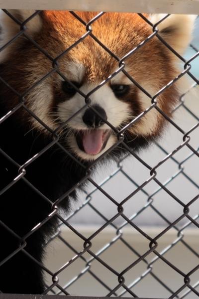 レッサーパンダはかわゆい !!! 熊本市動植物園