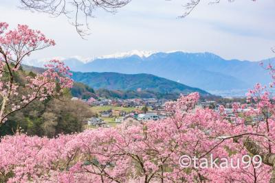 【旅行記】長野県と新潟県を巡る2週間の写真撮影旅行　その１　バスタ新宿～高遠城址公園