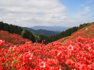2年ぶり日帰り往復深夜バス旅に挑戦(☆。☆) 目指すはツツジの名所の葛城山!