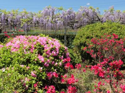 「八幡大神社」の牡丹と藤と躑躅_2024_牡丹は終わり躑躅は咲初め、藤はほぼ満開でした（深谷市）