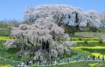 福島県 三春滝桜、塔のへつり、大内宿、会津若松城の桜、飯盛山の桜、須賀川ウルトラマン