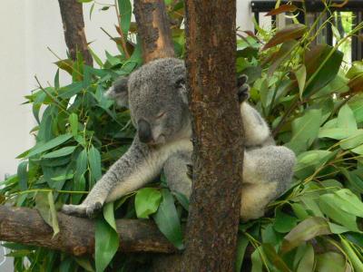 鹿児島市平川動物公園　新コアラ館と暗闇のアマミノクロウサギ