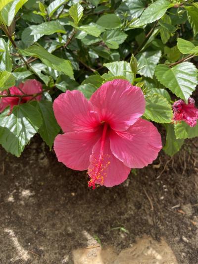 女子旅（母娘孫1歳11か月）ハワイ2024　4日目