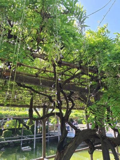 8年ぶりの亀戸天神社