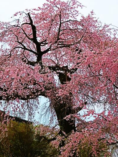 舞妓円山花見夜桜図】小松華影 711 円山公園垂れ桜 京都 掛け軸