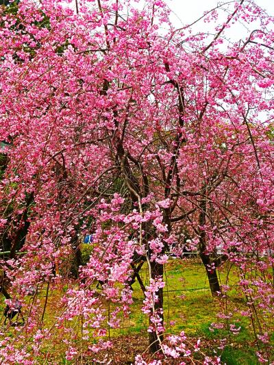 京都-8　平安神宮b   《 神 苑 》国の名勝　紅しだれ桜‐咲き競い　☆社殿を囲む4つの庭園