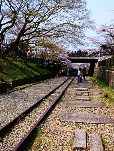 京都-9　蹴上インクライン　さくら並木賑わう　☆傾斜鉄道跡を遊歩道に　花見の名所　