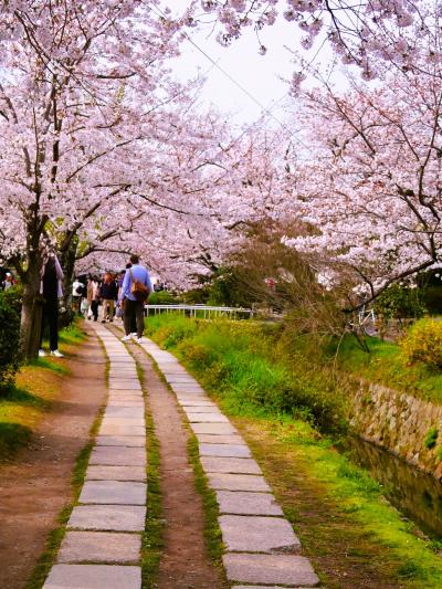 京都12　哲学の道　サクラ並木見ごろ　銀閣寺橋まで1.5Ｋｍ　☆訪日観光客も多い散歩道