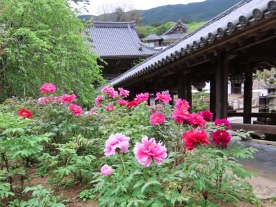春の花咲く、長谷寺と室生寺をゆく