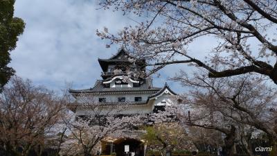 桜と国宝犬山城　202303愛知②