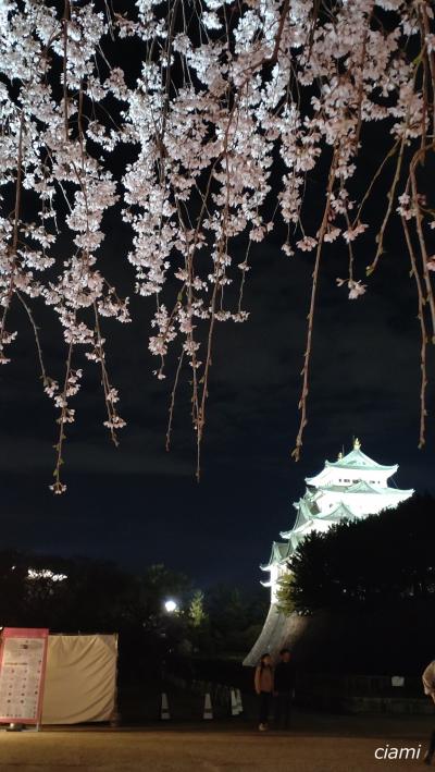 名古屋城の桜は艶やか　202303愛知④