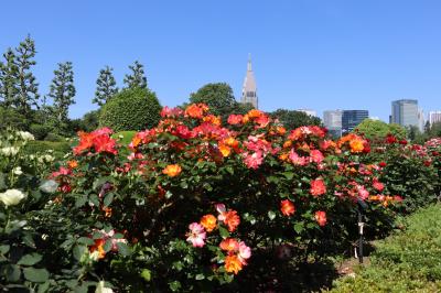 バラが見頃な時に東京ガーデンテラス紀尾井町と新宿御苑へ2024年5月