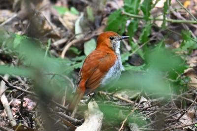 2024GW クロウサギに野鳥に原生林にアマミブルーを求めて自然の楽園「奄美大島」へ