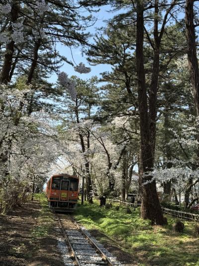 4回目の青森♬芦野公園の桜も満開2024春満開③