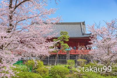 【花見】上野・谷中界隈の桜