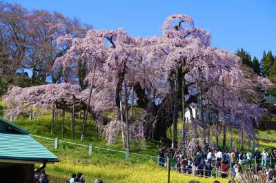 2024春の18切符の最後に「三春の滝桜」
