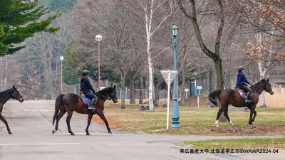 帯広にマイル3/3