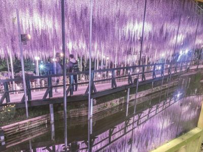 2024年のゴールデンウィークに藤棚が素晴らしいといわれる、あしかがフラワーパークまで足を延ばしました