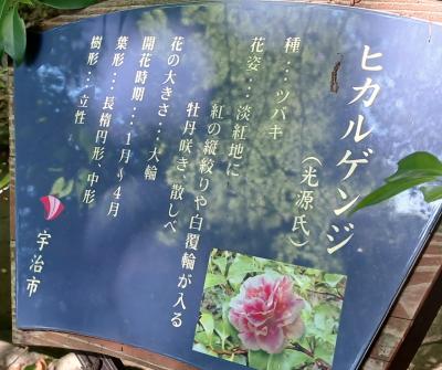 一時帰国2024(16)～宇治さんぽ～16,927歩～(ついでに冥土の土産集め)