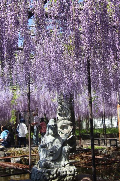 長泉寺・骨波田の藤！