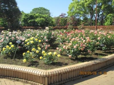 柏市の柏の葉公園・バラ園・満開・2024年