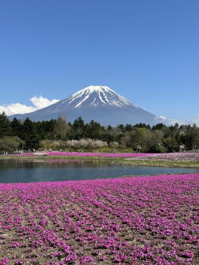 富士山麓芝桜🌸