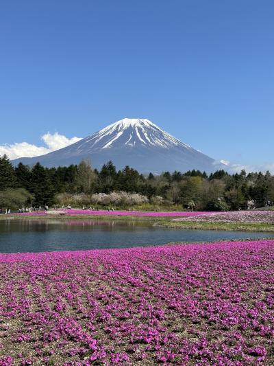 富士山麓芝桜&#127800;