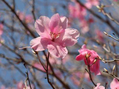 アカヤシオの花咲く赤城へ