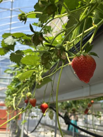 HISバスツアー 春の山梨二大名所へ！海鮮浜焼き食べ放題＆いちご狩り食べ放題編