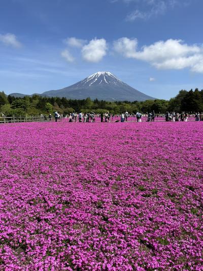 HISバスツアー 春の山梨二大名所へ！富士の麓を春色に染める「富士芝桜まつり」編