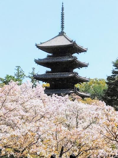 春の京都、八坂神社　御室の桜は遅桜～妙心寺雲竜図