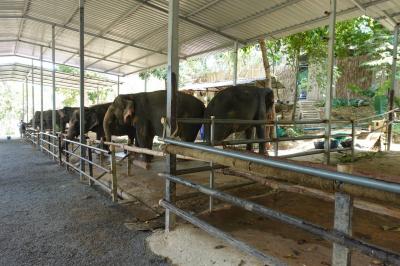 おもしろかった、ゾウに餌やり、プーケットの旅