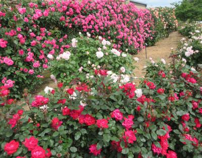 ２０２４年5月　福岡県・北九州市　その2　響灘緑地　グリーンパークで満開のバラを見ました