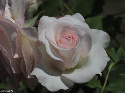 2024春 バラの香りに包まれて@大船フラワーセンター