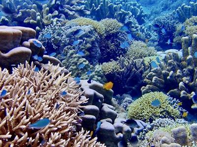 タイさんのボルネオの旅20日目(2024/4/30)センポルナ、ティンバティンバ島、マタキン島ツアー