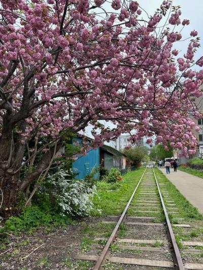 小樽へ日帰り食べ歩き夫婦旅