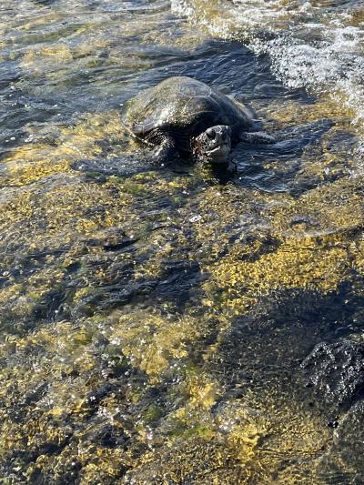 娘とハワイ島で再開・プロローグ(ハワイで再開の始まり)