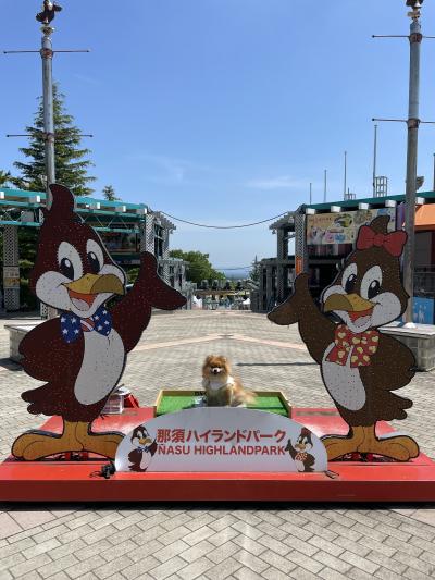 栃木/那須高原24時間メインは那須ハイ＆お花畑@カーロフォレスタ那須高原ヴォルペ（2024年5月）