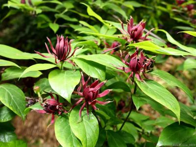 「常楽寺」の”黒色と緑色のロウバイ”_2024_ナンジャモンジャも咲いてました（太田市）