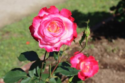 今年も「北部公園のバラ」