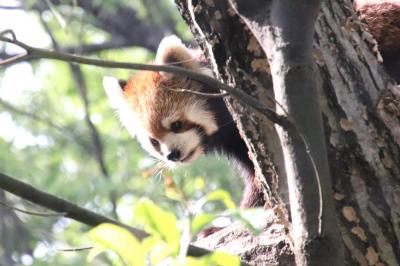 GW前半初夏のような埼玉こども動物自然公園（後編）世界ペンギンの日のイベントめざして～レッサーパンダのハナビちゃん～コアラのソラくんは残念賞