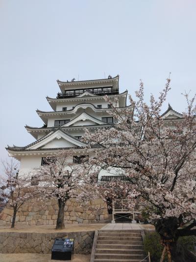 桜が咲き誇る福山城を散策