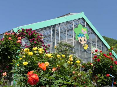 「とちぎ花センター」のバラ_2024_沢山咲いてましたが、最盛期過ぎ見頃末期の印象でした（栃木市）