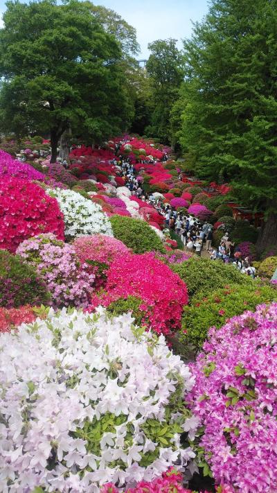 第53回文京つつじまつり(根津神社)