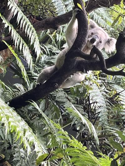 姪を訪ねてオージーへ。シドニー7泊10日の旅。