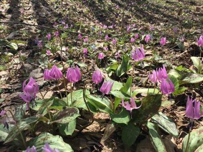 山一つにカタクリの花が咲くなんて! 真駒内公園の裏山は札幌の穴場だと思う