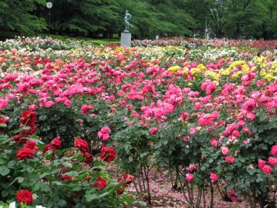 与野公園のバラと浦和宿散策