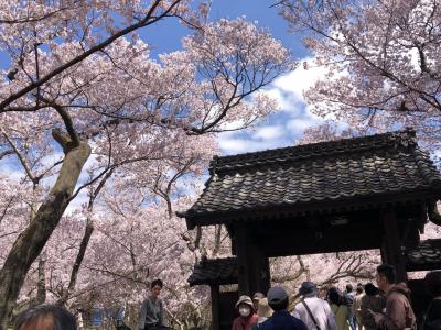 春爛漫！絶景アルプスの高遠小彼岸桜～からの　北上して光城山お花見登山