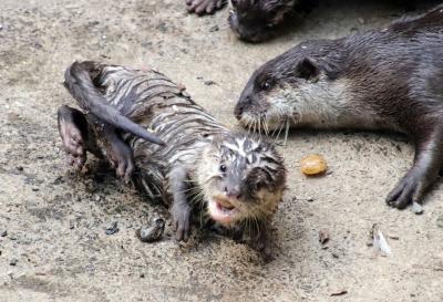 智光山公園こども動物園2024年４月～コツメカワウソの赤ちゃんはゼブラ模様～お披露目終えた一家＆テンジクネズミのお帰り橋は鯉のぼりバージョン