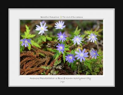 ◆郡山市湖南町～湿原林の白き貴婦人＜ミズバショウ＞と魅惑の＜青花キクザキイチゲ＞を訪ねて
